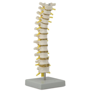 Thoracic Spinal Column